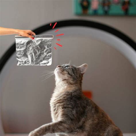 Secretos Felinos Arcadas Con Papel De Aluminio Y Su Tratamiento Tony