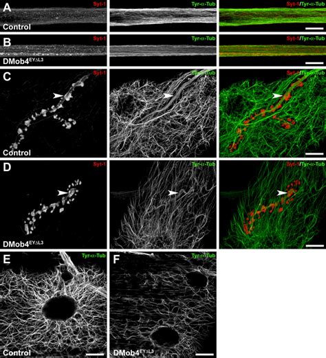 Diminished Levels Of Tyrosinated Microtubules In Dmob4 Mutants A E