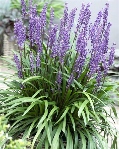 Liriope Muscari De Toamna 1radacina Planterra Ro Viata Pe Verde