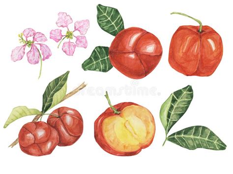 Acerola Set Red Barbados Cherry Fruits Clipart With Flowers Malpighia