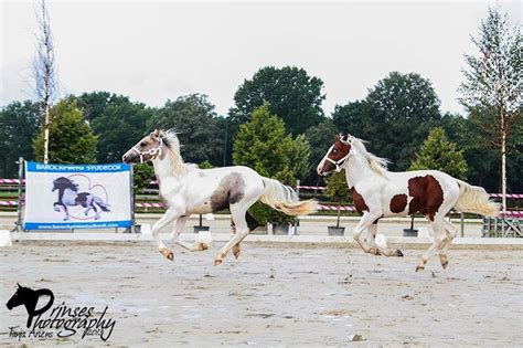 The Barock Pinto Breed The Life Of Byoux And Danique