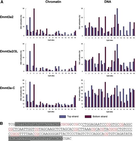 DNA Methylation Of Unmodified Chromatin And Naked DNA By Full Length