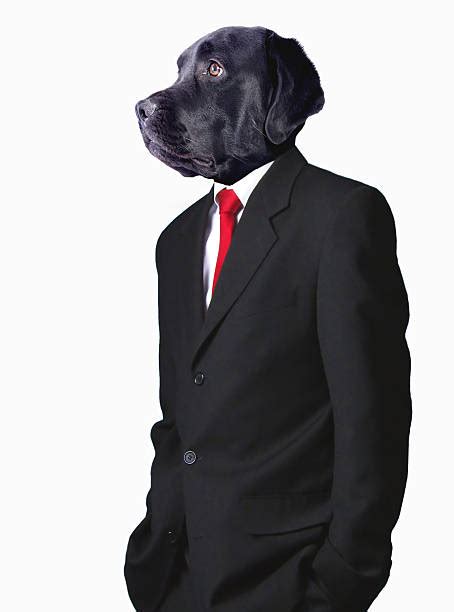 11400 Dog In Suit Stock Photos Pictures And Royalty Free Images Istock