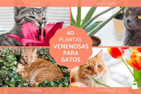 40 Plantas tóxicas para gatos Con Fotos