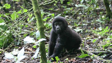 Rushaga Gorilla Trekking Rules And Regulations