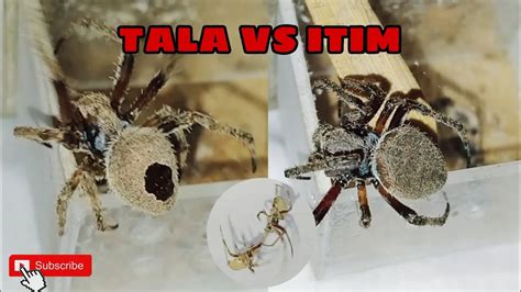 Talaan Vs Itim Spider Fight Youtube