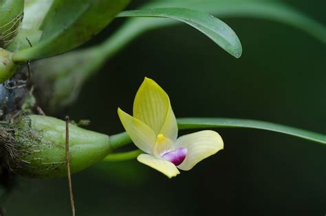 Premium Photo Rare Species Wild Orchids Bulbophyllum Sillenianum