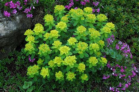 Cushion Spurge (Euphorbia polychroma) in Winnipeg Whyte Ridge ...
