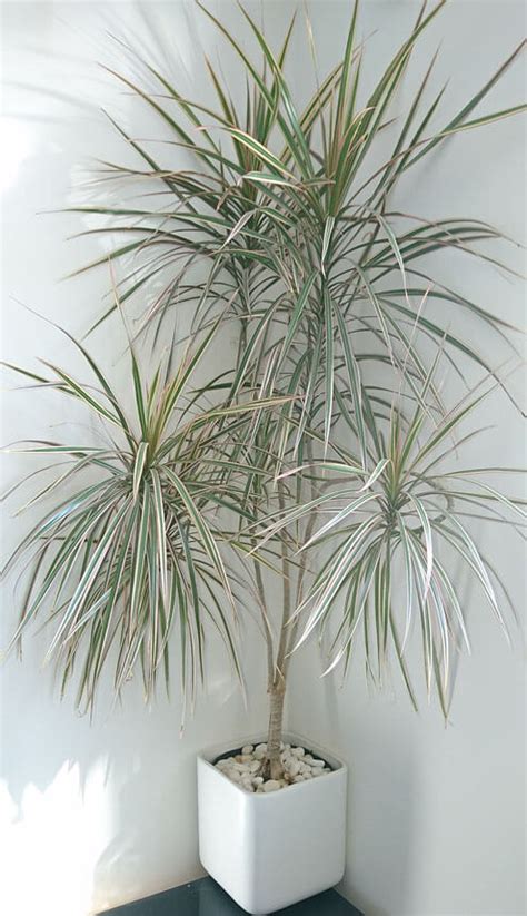 Plant House Dracaena Marginata Dragon Tree Madagascar Plants Houseplant