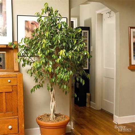 15 Best Indoor Trees For Leafy Accents In Your Home