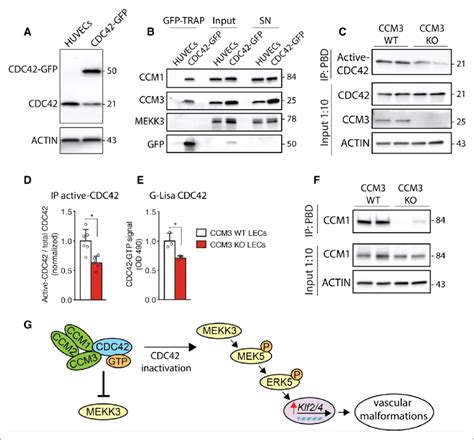 Cdc42 Cell Division Cycle 42 Interacts With Cerebral Cavernous Download Scientific Diagram