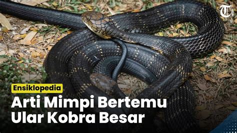 Arti Mimpi Melihat Ular Kobra Besar Pertanda Akan Datang Wanita