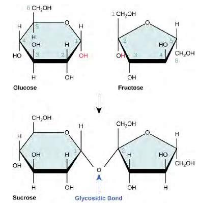 Disaccharide Molecule Structure