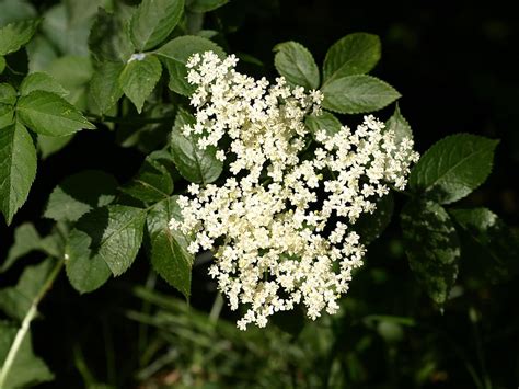 Flor De Sa Co Flor Blanco Sa Co Verde Blanco Hoja Planta