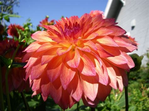 September Morn - Old House Dahlias