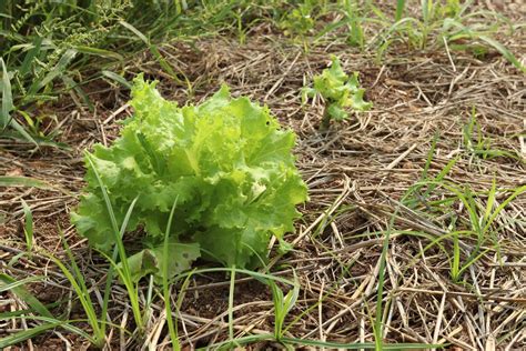 Blattsalat dein Garten ökologisch pflegeleicht