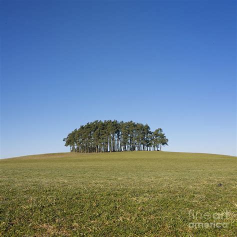 Trees on the hill Photograph by Bernard Jaubert