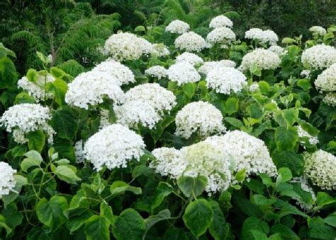 Гортензия древовидная Голден Анабель. (Hydrangee arborescens Golden ...
