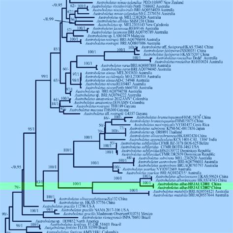 Pdf Phylogenetic And Morphological Evidence Reveal Five New Species