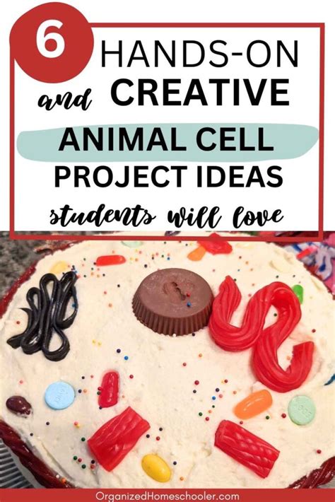 6 Awesome Animal Cell Project Ideas ~ The Organized Homeschooler