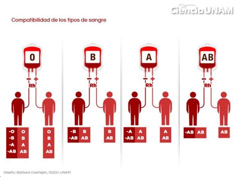 Por Qu Tenemos Distintos Tipos De Sangre Ciencia Amino