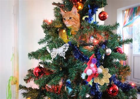 Premium Photo | Cat in christmas tree