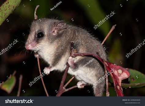 Pygmy Possum Photos, Images & Pictures | Shutterstock