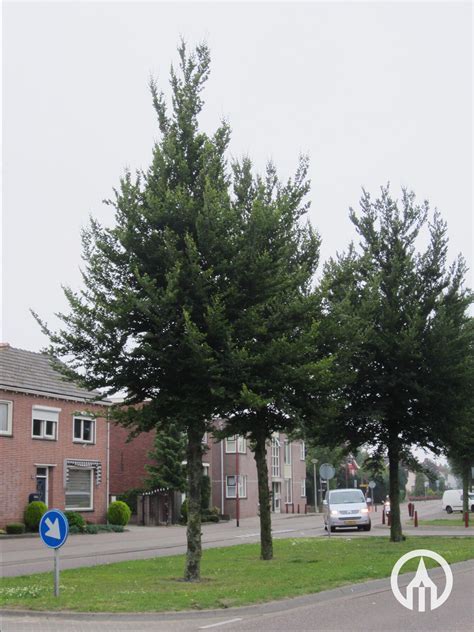 Fagus sylvatica ‘Rotundifolia’ - Boomkwekerijen M. van den Oever & Zonen