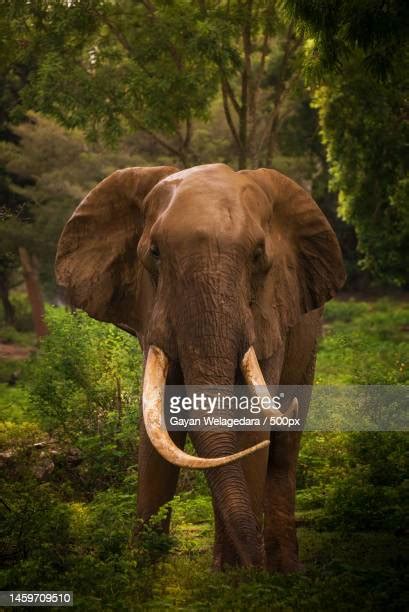 Ridiyagama Safari Park Photos And Premium High Res Pictures Getty Images