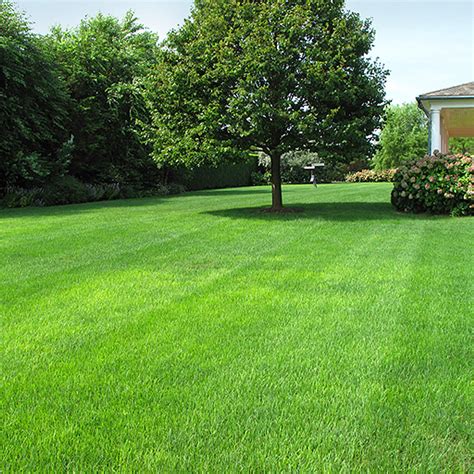 Groundmaster Fine Luxury Green Lawn Ornamental Style Grass Seed Various Sizes Ebay