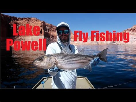 Catching Striped Bass On A Fly Rod At Lake Powell Part 1 YouTube