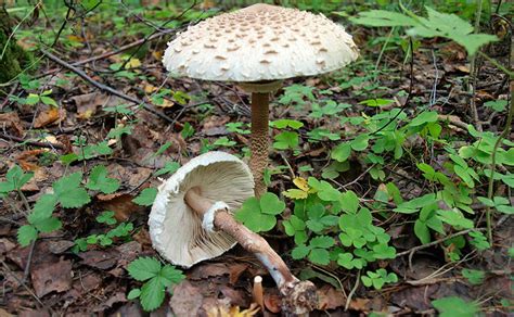 Гриб-зонтик пёстрый (Macrolepiota procera)