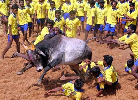 Has Jallikattu ban revived TN's regional pride? - Rediff.com India News