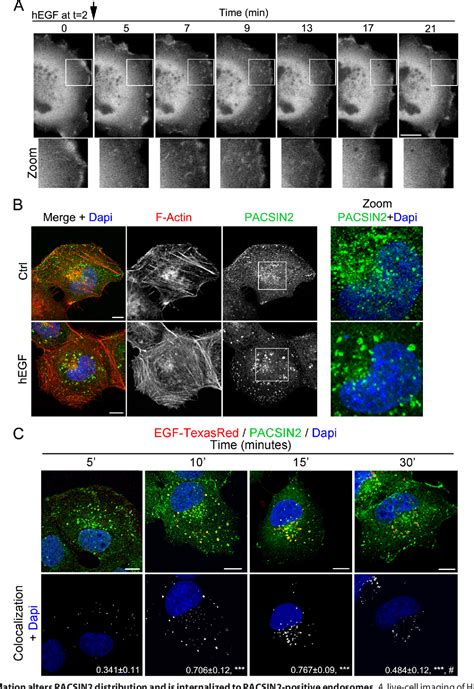 Figure 1 From The F BAR Protein PACSIN2 Regulates Epidermal Growth