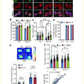 Als Mutant Fus Moves Into Stress Granules In Cultured Motor Neuron And