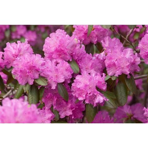 Monrovia 3.58-Gallon Pink Rhododendron Flowering Shrub in Pot at Lowes.com