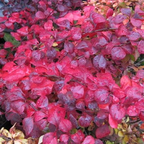 Berberis Thunbergii Atropurpurea Epine Vinette à Feuillage Pourpre