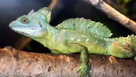 Free picture: wildlife, exoticlizard, chameleon, nature, vertebrate ...
