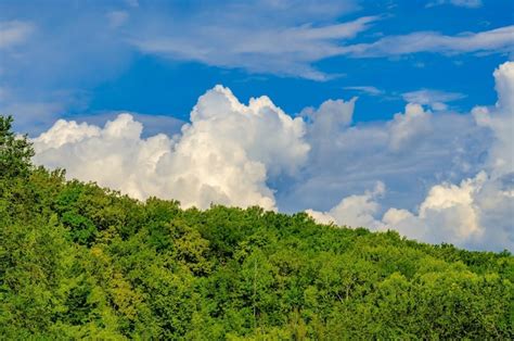 Premium Photo | A forest with a blue sky and clouds