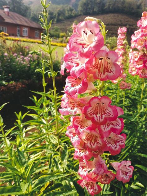 100 SENSATION MIX PENSTEMON Hartwegii Beardtongue Mixed Colors Two Tone