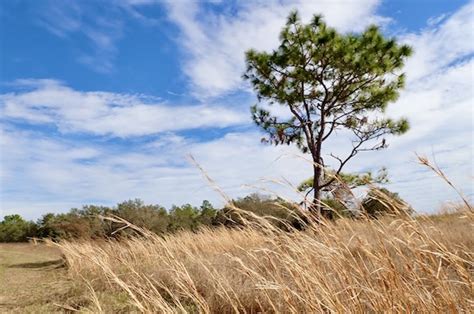 Alafia River State Park Report, more - the spotted tail