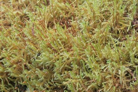 Boreal Forest Moss And Lichens The Boreal Encyclopedia