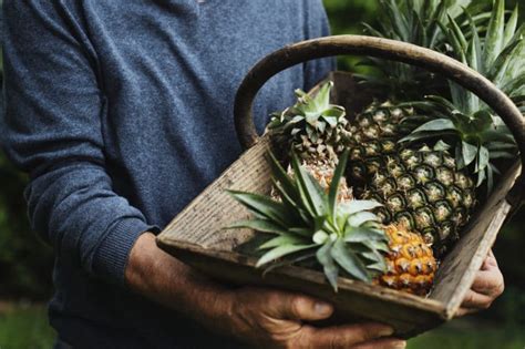 Pineapple Harvest » Tips to Get Your Picking On