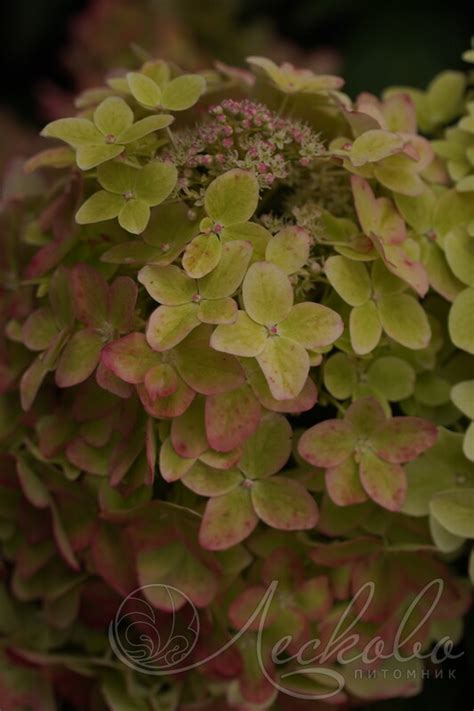 Гортензия метельчатая (Hydrangea paniculata `Metalica`) - Гортензия ...