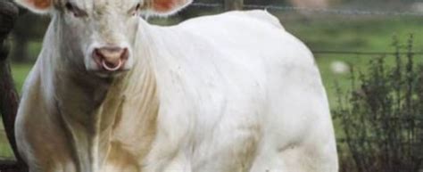 Sam Simon Creatore Dei Simpson Vegano Salva Dal Macello Benjy Il Toro Gay Che Non Voleva