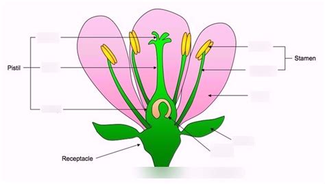 Pollination Diagram