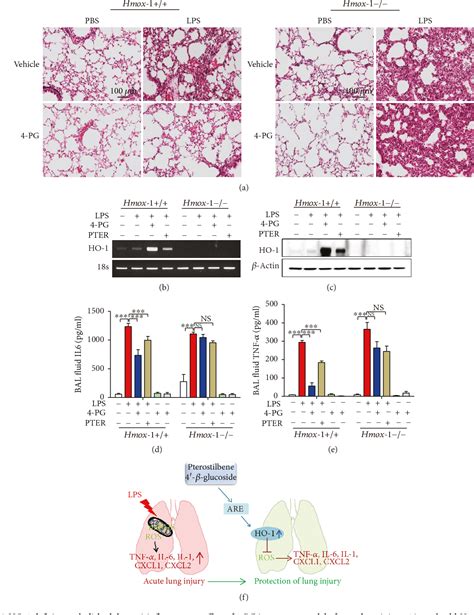 Pdf Pterostilbene Glucoside Attenuates Lps Induced Acute Lung