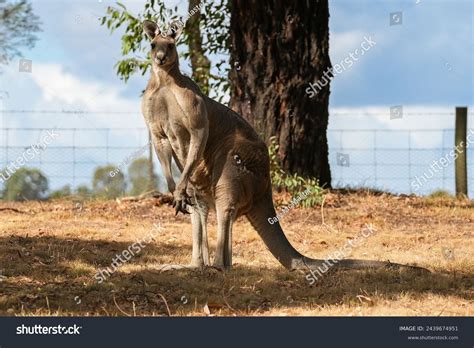 Kangaroo Muscle Photos, Images and Pictures