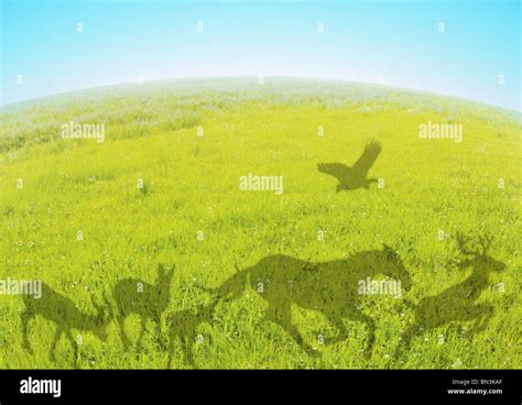 Animals in grassland Stock Photo - Alamy