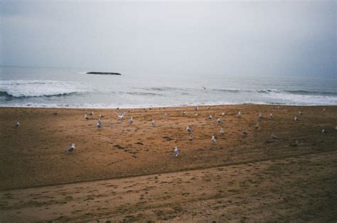 Birds on Beach · Free Stock Photo